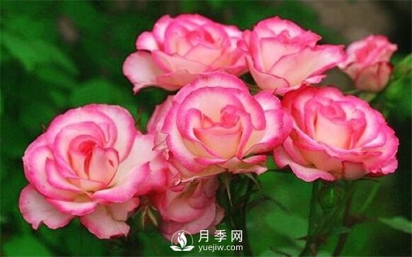 哪些药可以除月季红蜘蛛？月季网告诉你(图1)