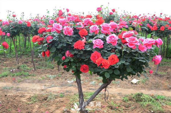 现在发展苗木还有市场吗?种植绿化苗木要掌握以下关键措施(图1) 现在发展苗木还有市场吗?种植绿化苗木要掌握以下关键措施(图1)