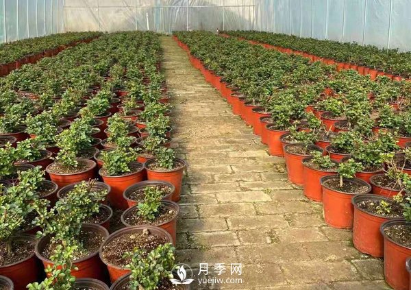 冬天必入的南阳月季裸根苗就此结束，明年盆花月季见(图1)