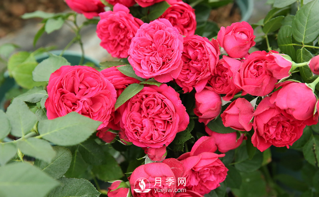 超级耐热！南方必备！推荐3个耐热月季品种(图1)