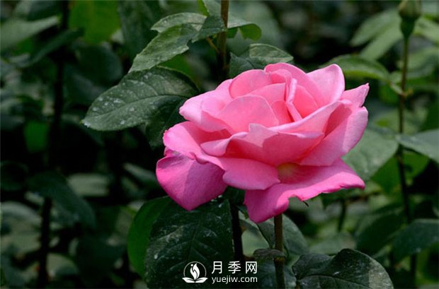 南阳月季花为何一年四季能开花？月季网告诉你(图1)
