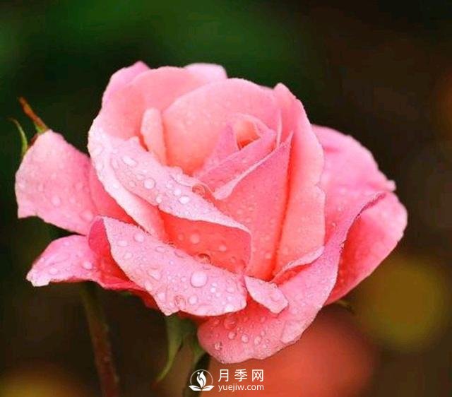 有人说养月季破财,月季适合家里养吗?(图1) 有人说养月季破财,月季适合家里养吗?(图1)