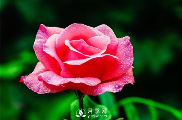 品质好,价格低,月季批发就来南阳月季网(图2) 品质好价格低,月季批发就来月季网基地(图2)