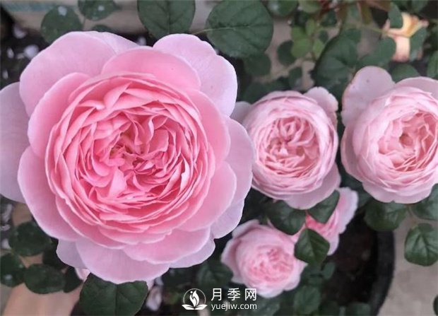 瑞典女王月季,花如其名,高贵优雅(图2) 瑞典女王月季,花如其名,高贵优雅(图2)