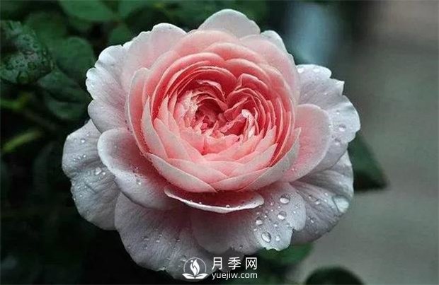瑞典女王月季,花如其名,高贵优雅(图1) 瑞典女王月季,花如其名,高贵优雅(图1)
