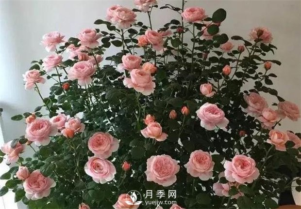 瑞典女王月季,花如其名,高贵优雅(图3) 瑞典女王月季,花如其名,高贵优雅(图3)