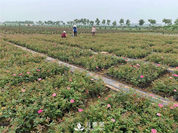 盆花月季的种植过程大家了解多少？(图1)