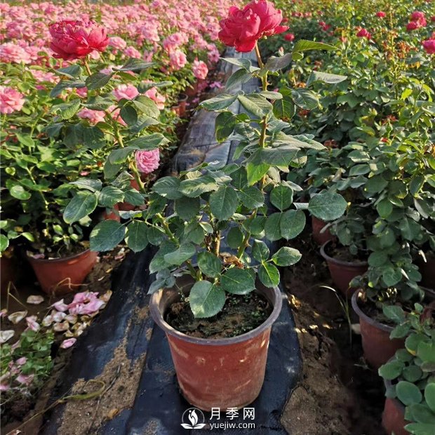 有关盆花月季的一些小常识不可不知！！！！！(图1)