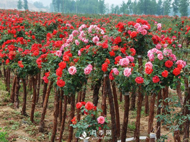 南阳树状月季砧木的选择(图1)