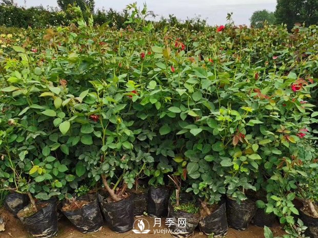 夏季管理盆花月季注意事项 月季叶面施肥怎么做(图1)