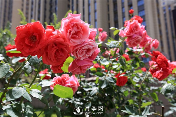 南阳树状月季培育方法 月季叶面施肥有哪些需要注意的(图1) 南阳树状月季培育方法 月季叶面施肥有哪些需要注意的(图1)