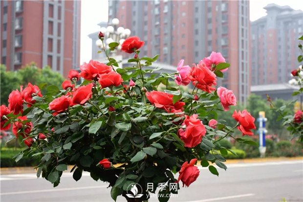 南阳月季树厂家教你怎么给月季施肥 如何快速培育南阳树状月季(图1) 南阳月季树厂家教你怎么给月季施肥 如何快速培育南阳树状月季(图1)