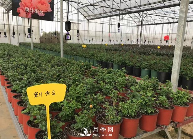 南阳月季基地的盆栽月季已经长成了!(图1) 月季基地的盆栽月季已经长成了!(图1)
