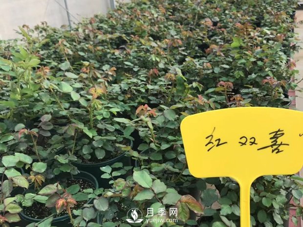 南阳月季基地的盆栽月季已经长成了!(图3) 月季基地的盆栽月季已经长成了!(图3)