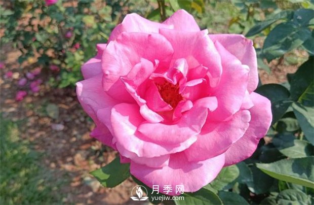 2021月季花展，深圳人民公园300多个月季品种期待……(图1)