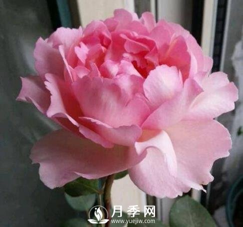 贵族香水,艳压群芳香味浓(图1) 贵族香水,艳压群芳香味浓的月季(图1)