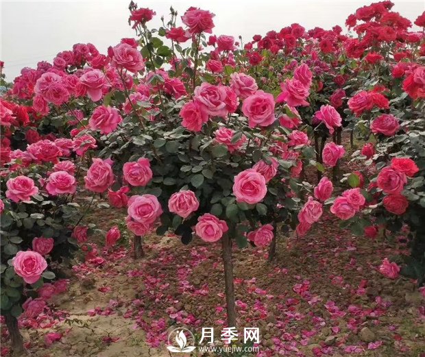 月季一般用什么样的花盆种植比较好？(图1)