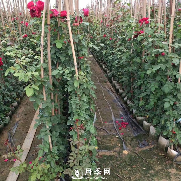 藤本月季需要你这样牵引(图1)