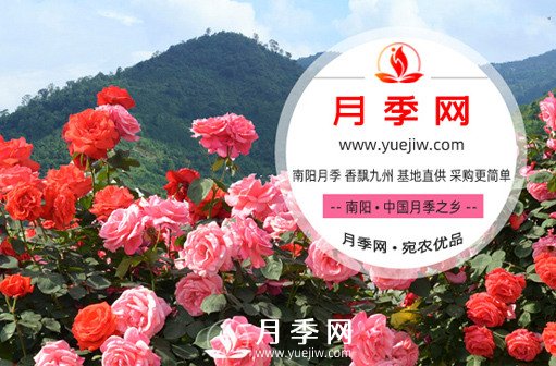 南阳月季网,南阳月季交易网官方网站(图1) 月季网是位于南阳的月季批发交易专题网(图1)