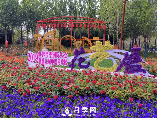 春季移栽月季 你要这样操作(图1)