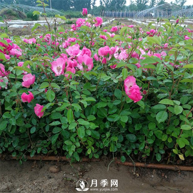 你家月季花要这样养 一年365天 花开不败(图1)