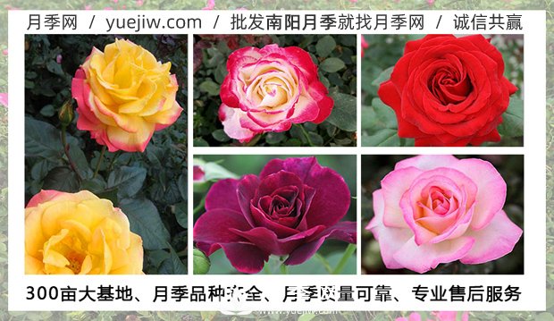 月季在什么温度下可以施肥?月季一年四季都可以施肥(图1) 月季在什么温度下可以施肥?月季一年四季都可以施肥(图1)