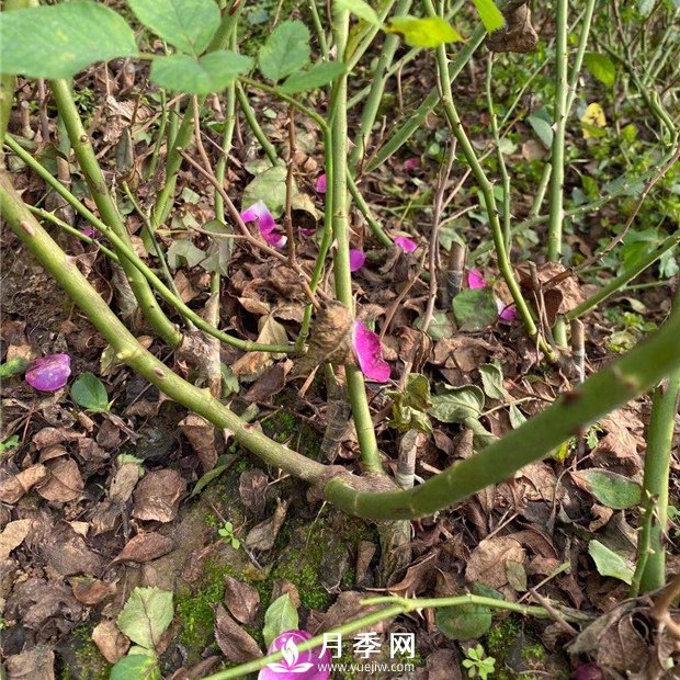 冬剪留下的月季枝条怎么处理？(图1)