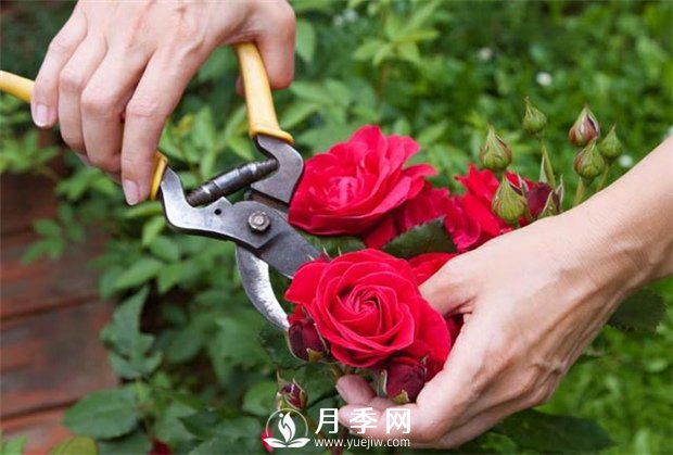 月季花的具体修剪时间？(图1)