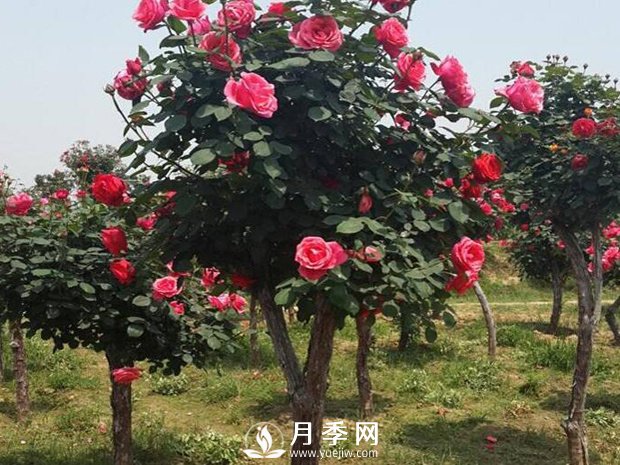 被冻伤的月季叶子要撸光吗？(图1)