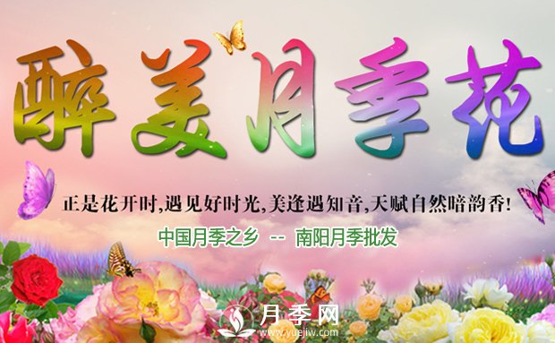 月季长得好不好，做好浇水施肥扦插这三个窍门(图1)