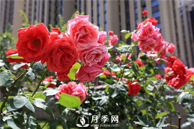 冬季月季花可以施肥吗？(图1)