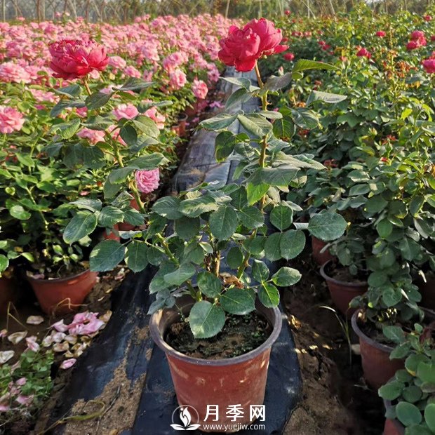 在家种盆微型月季，闲暇时一边赏花一边闻香，岂不美哉(图1)