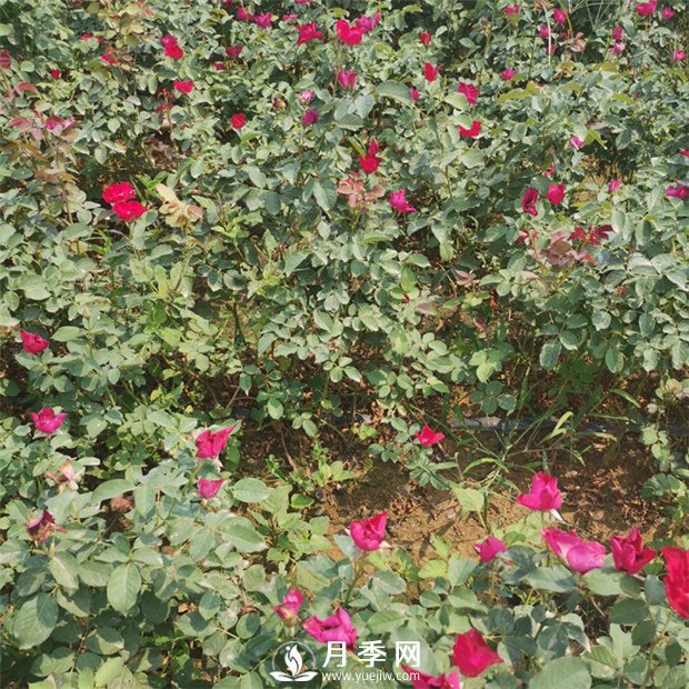 苗木出圃的标准应达到什么程度(图1)