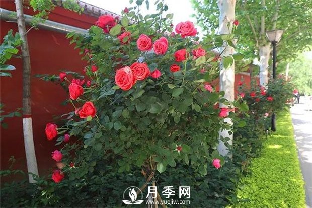 藤本月季长得越大开花越多吗？(图1)