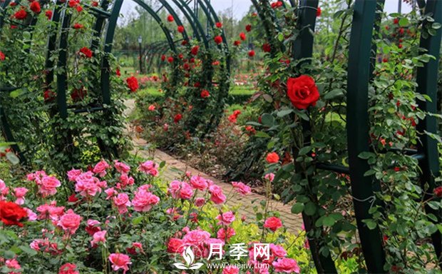 秋天藤本月季要修剪吗？(图1)