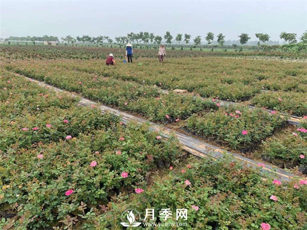 月季盆土可频繁换？(图1)