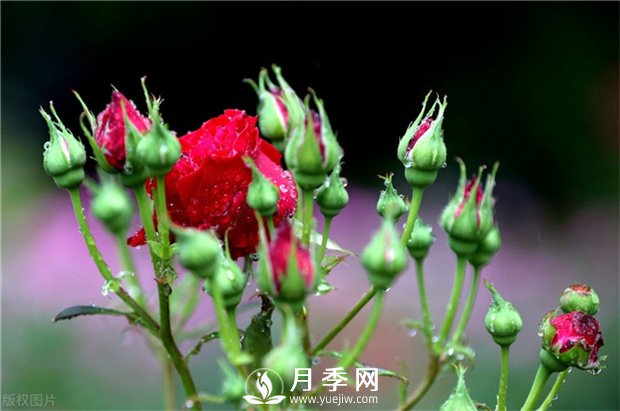 想要月季花苞多 开花好看 你需要这样施肥(图1)