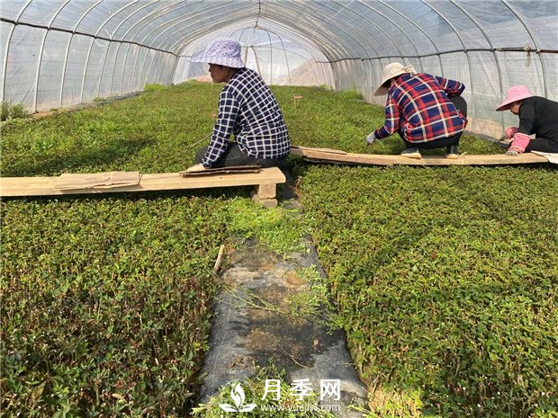 如何提高苗圃收益 打造品牌是重点(图1)