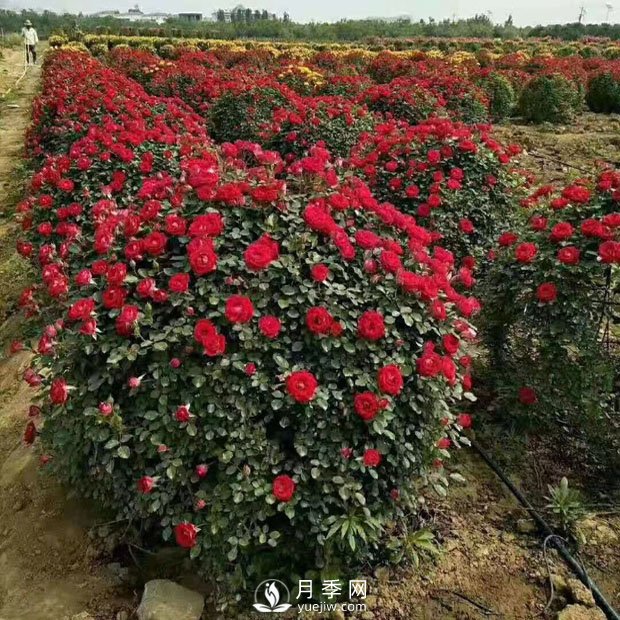 美到爆的造型月季来袭 绿化效果立竿见影(图1) 美到爆的造型月季来袭 绿化效果立竿见影(图1)