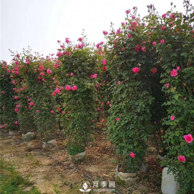 美到爆的造型月季来袭 绿化效果立竿见影(图2) 美到爆的造型月季来袭 绿化效果立竿见影(图2)