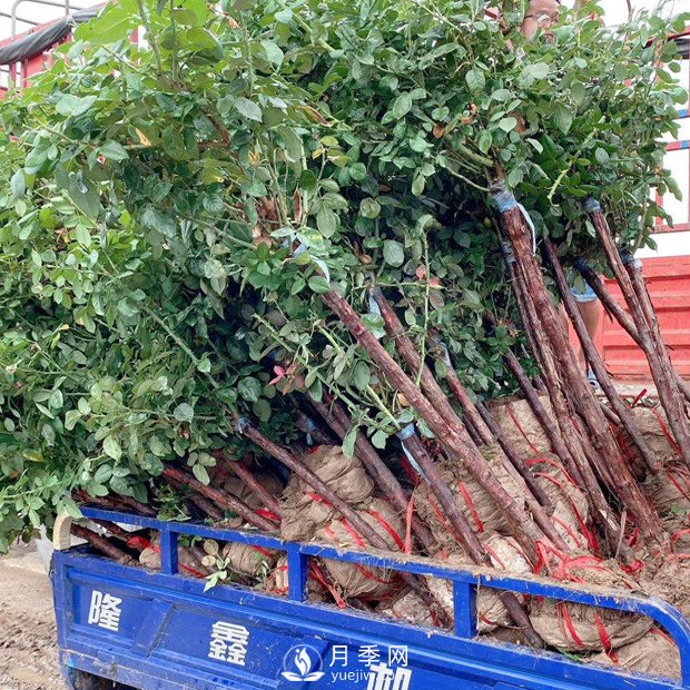 月季裸根苗,小高杆月季和3公分月季树发往陕西(图2) 月季裸根苗,小高杆月季和3公分月季树发往陕西(图2)