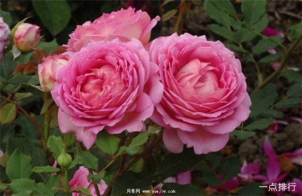 据说这是世界十大最美月季品种，你喜欢哪种？(图3)
