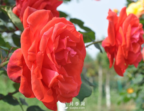 月季幼苗的育苗诀窍，浇水追肥等很重要(图1)