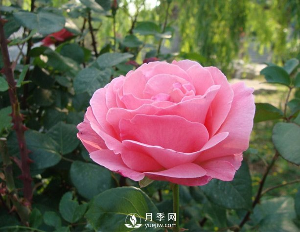 月季梅雨季易有黑斑病，该怎么养护呢？(图1)