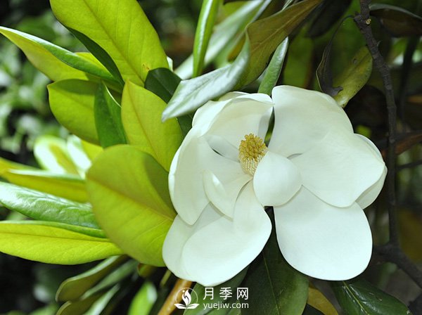如何区分广玉兰、白玉兰和二乔玉兰？(图1)