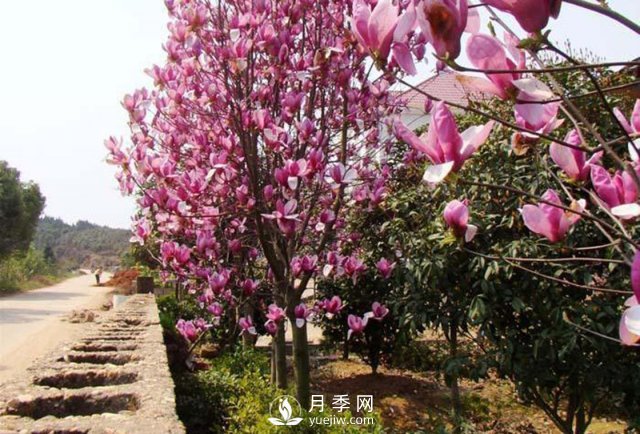 红玉兰给水管理注意事项介绍(图1)