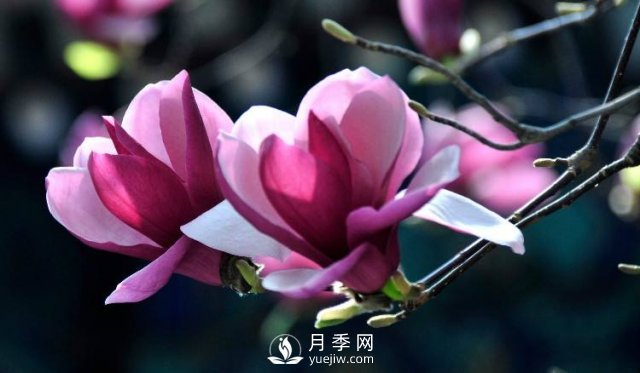 如何预防二乔玉兰黄化病病害？(图1)