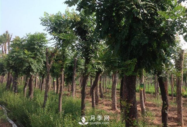 大叶女贞在移栽种植及修剪需要一定的技巧才可以(图1) 大叶女贞在移栽种植及修剪需要一定的技巧才可以(图1)