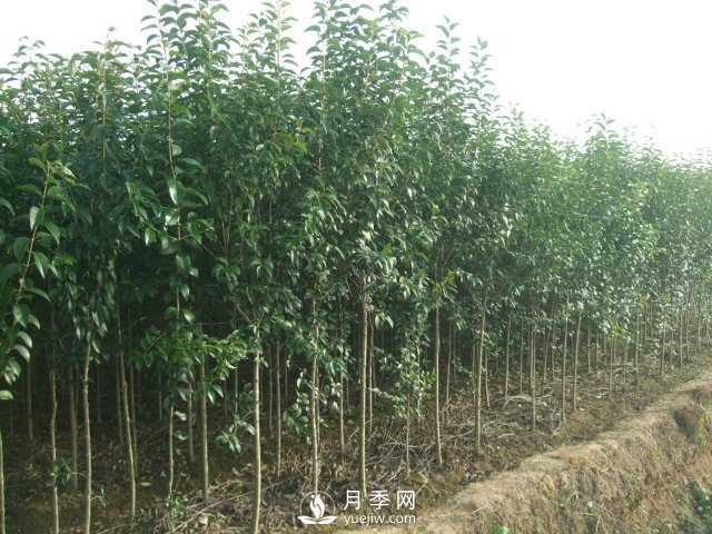 七彩虹苗木种植基地 大叶女贞一般预防冻害的措施主要有八个点(图1)