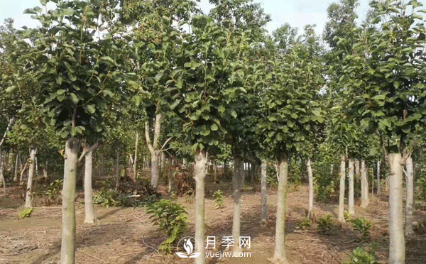 白玉兰树 白玉兰树缺铁症防治妙招分享(图1)